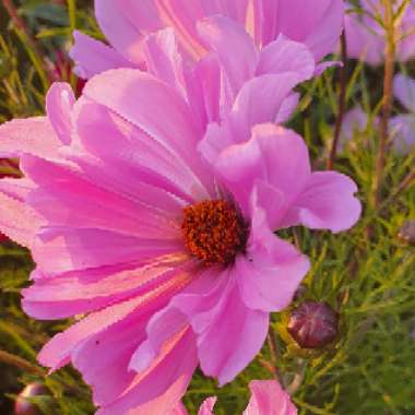 Cosmos bipinnatus 'Red Dazzler'