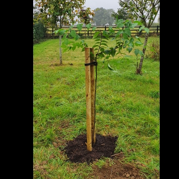 Plant image Zelkova serrata 'Kiwi Sunset'
