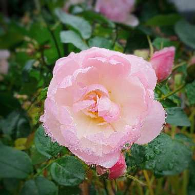 Rosa 'Ausoran' syn. Rosa 'Scarborough Fair'