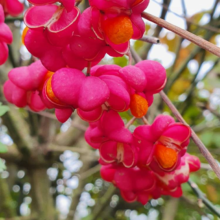 Plant image Euonymus europaeus