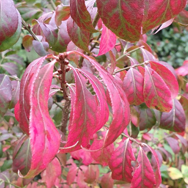plant image 1410435