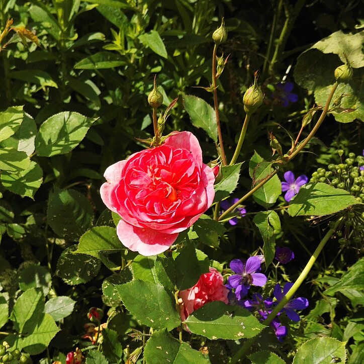 plant image 148324