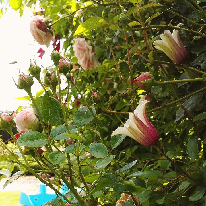 Plant image Rosa 'Awakening'