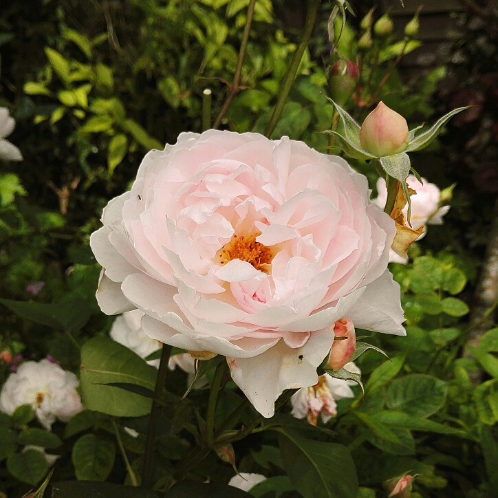 plant image 148333