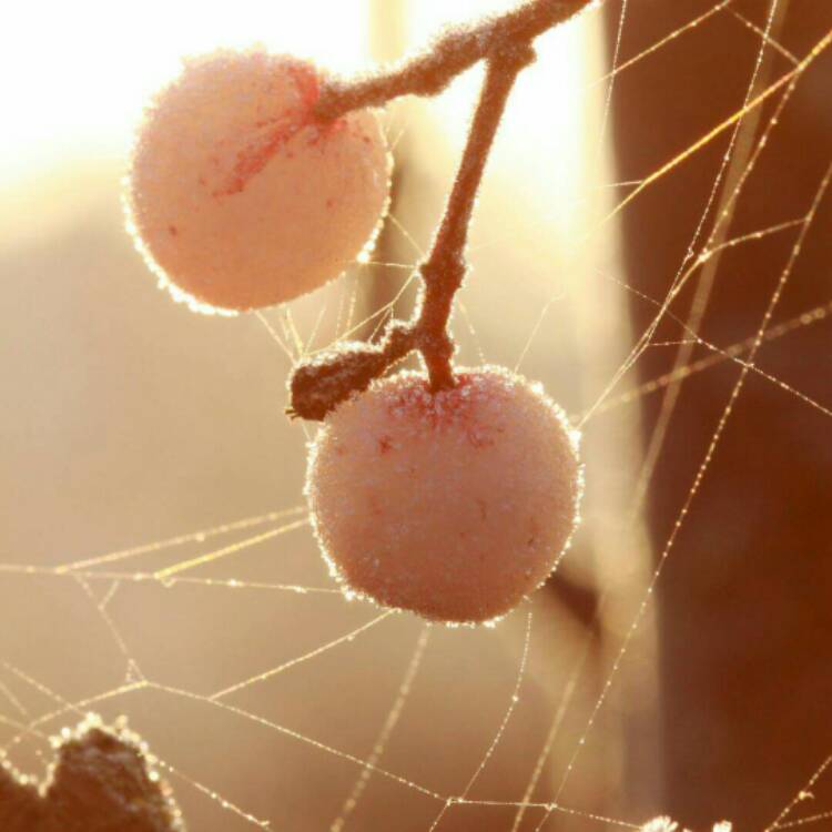 plant image 292886