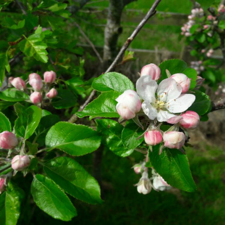 plant image 362533