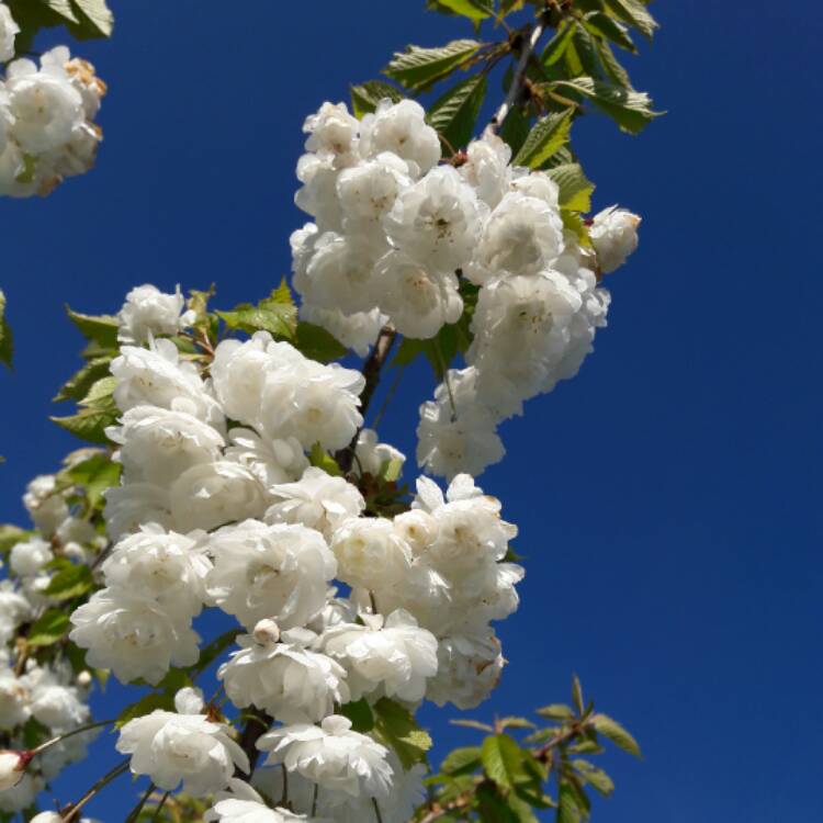 plant image 374982