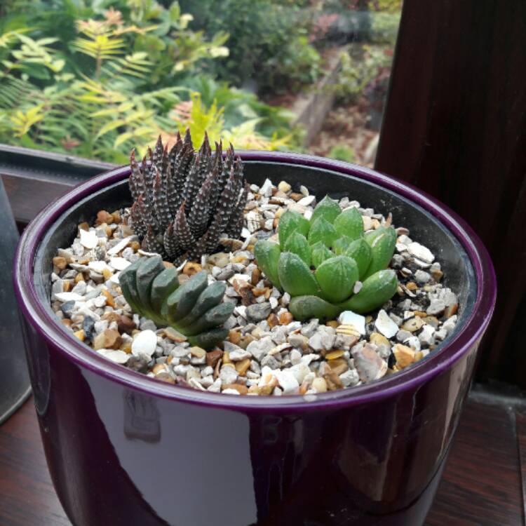 plant image 442320