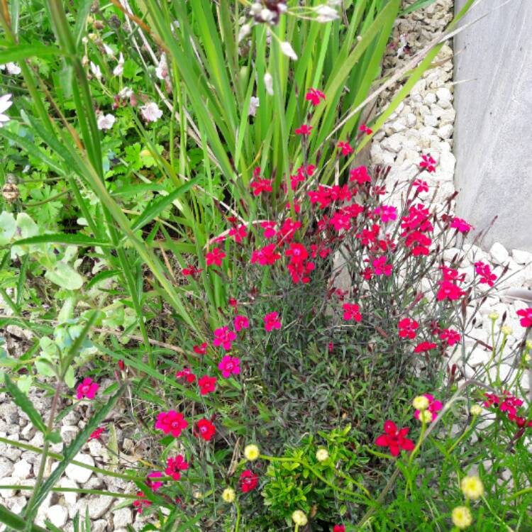 Plant image Dianthus 'Diamond Purple'