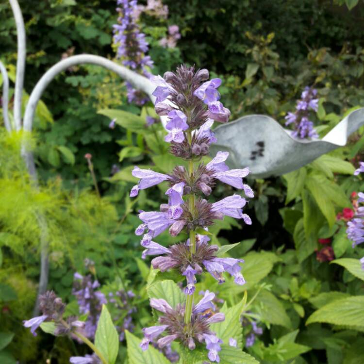 Plant image Nepeta kubanica