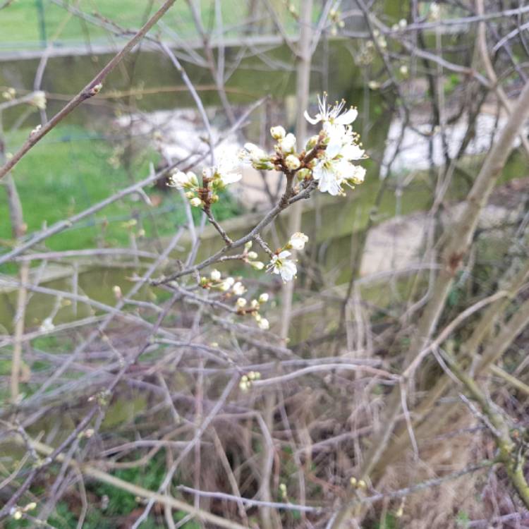 plant image 646107