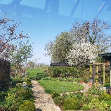 Prunus Spinosa