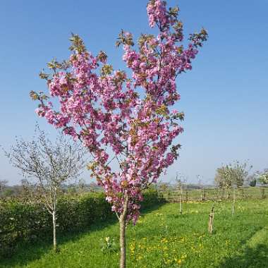 Prunus 'Beni-Yutaka' syn. Prunus 'Matsumae-beni-yutaka'