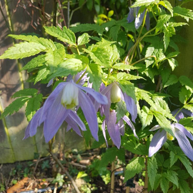 Plant image Clematis alpina