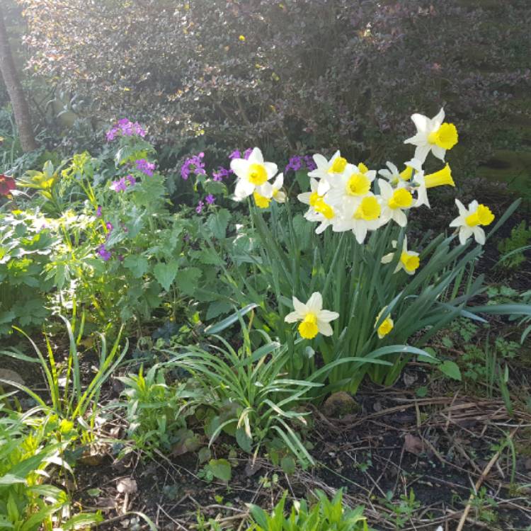 Plant image Narcissus 'W.P. Milner' syn. Narcissus 'Mr Milner'