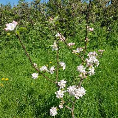 Malus domestica 'Thorpe's Peach'