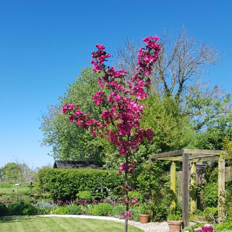 Plant image Malus 'Prairifire' syn. Malus 'Prairiefire', Malus 'Prairie Fire'