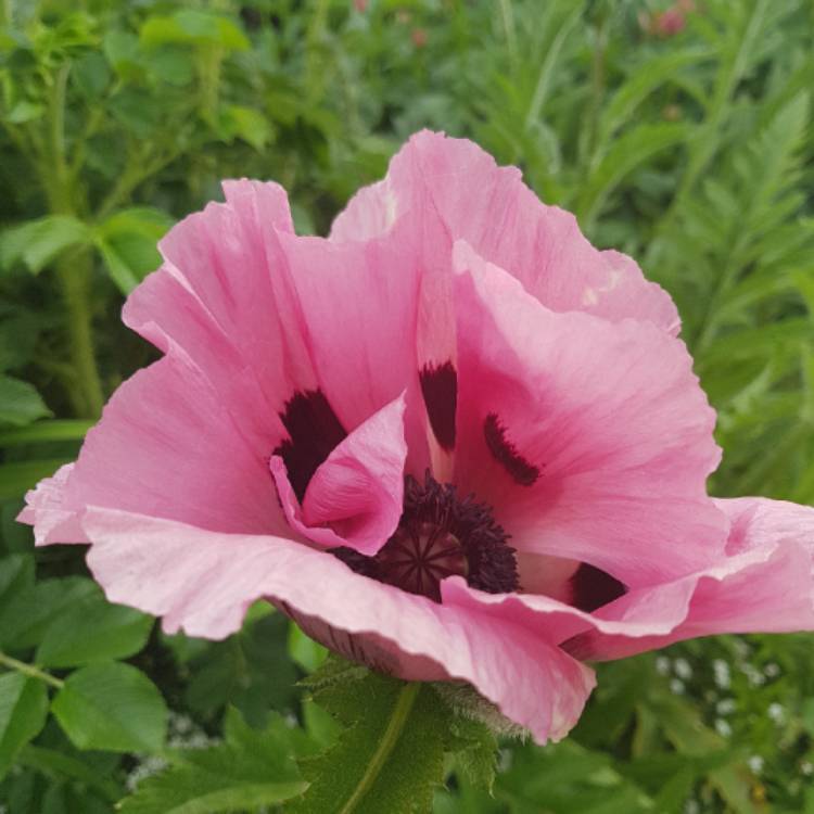 plant image 711542 plant image 711542