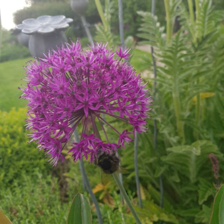 plant image 711543 plant image 711543