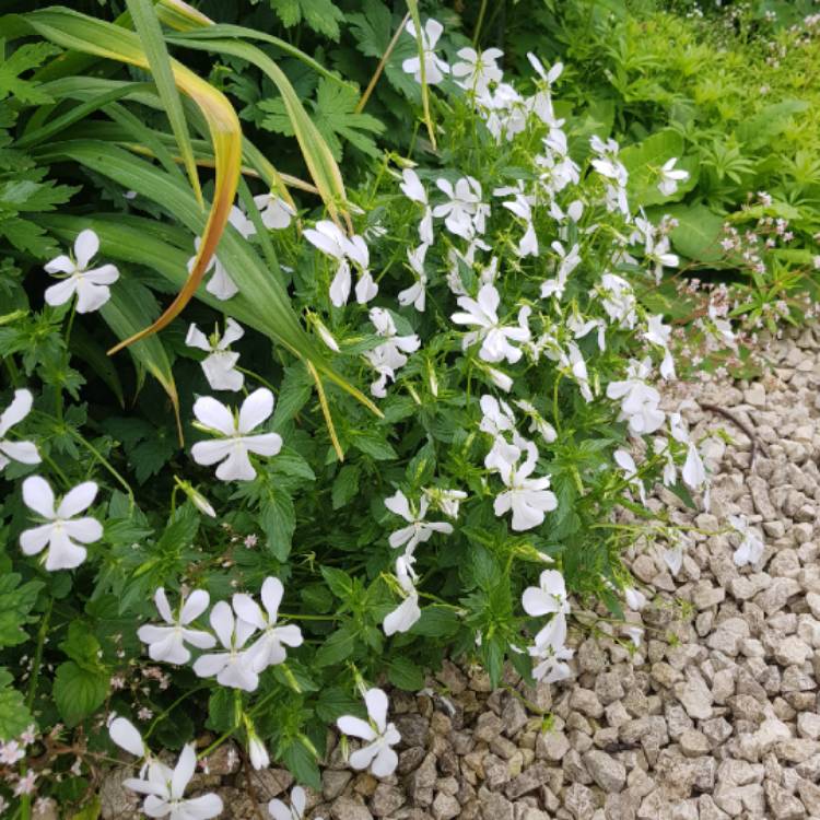 Plant image Viola cornuta 'Alba'