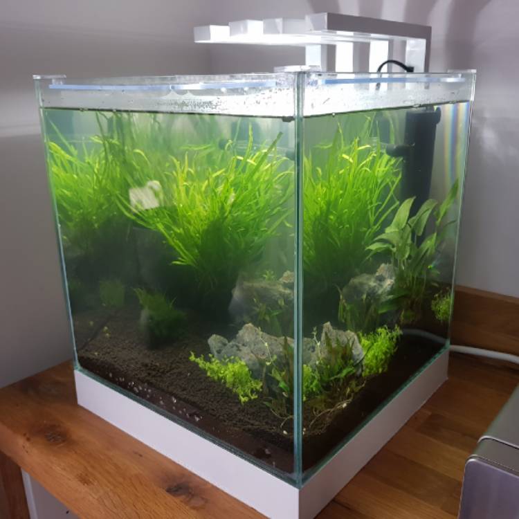 Plant image Anubias gracilis