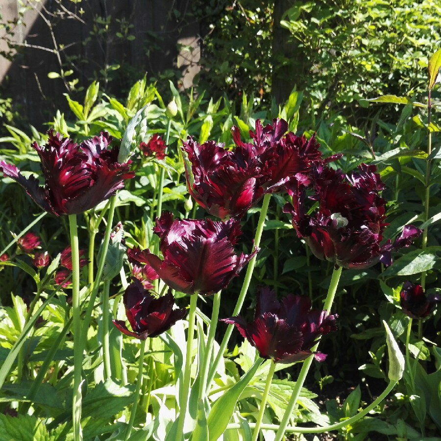 plant image 76783 plant image 76783