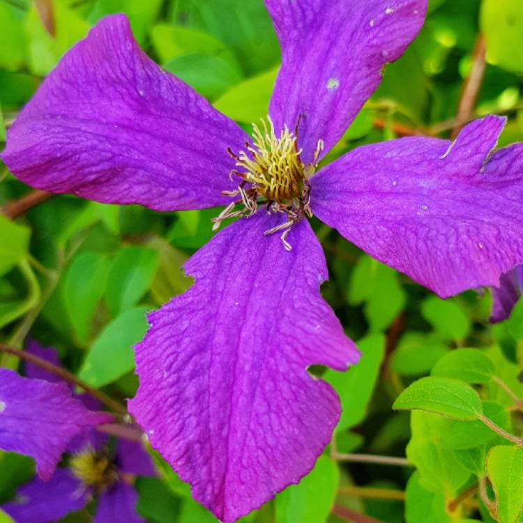 Plant image Clematis viticella 'Polish Spirit'