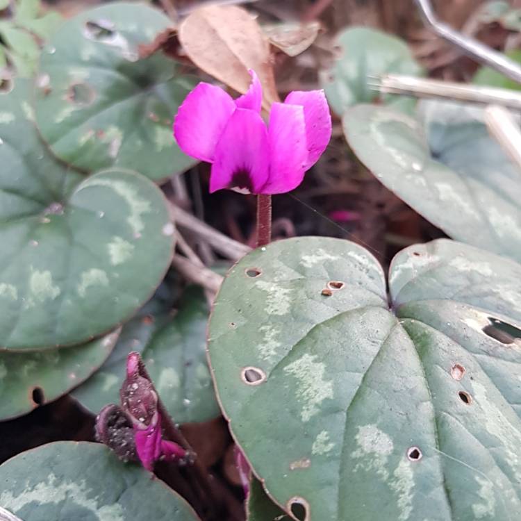 Plant image Cyclamen coum