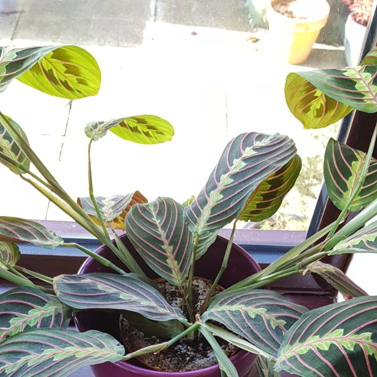 Plant image Maranta leuconeura 'Fascinator Tricolour'