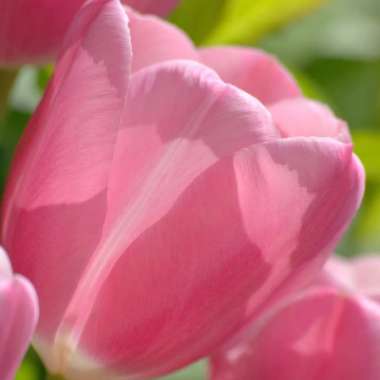Tulipa