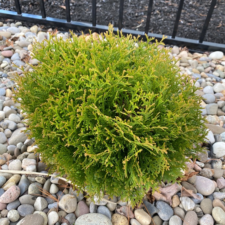 Plant image Chamaecyparis