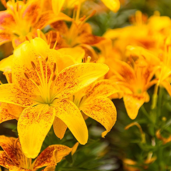 Plant image Lilium 'Pollyanna' syn. Lilium 'Polyanna'