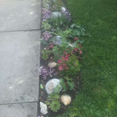 Miche's garden