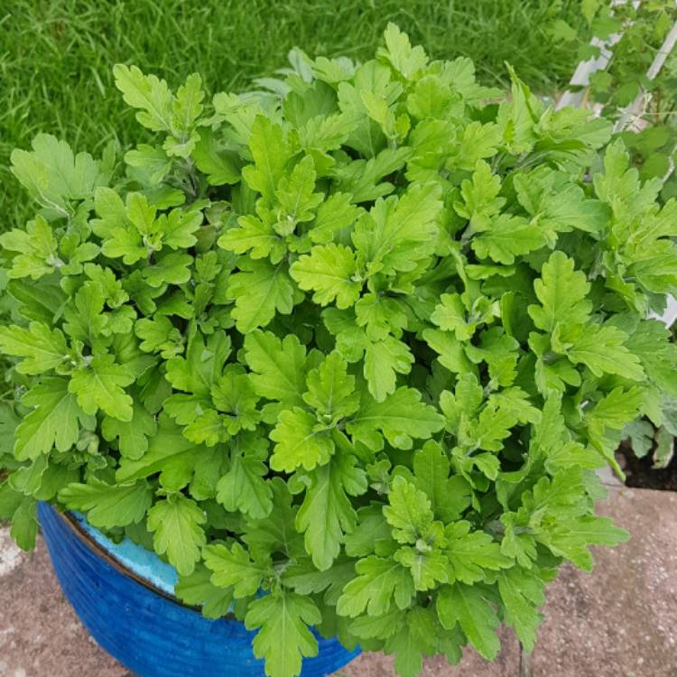 plant image 1341251