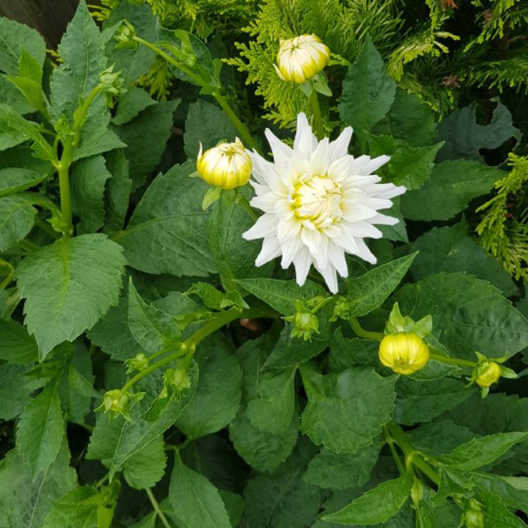 Plant image Dahlia 'My Love'
