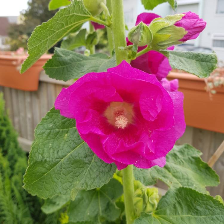 plant image 1361892