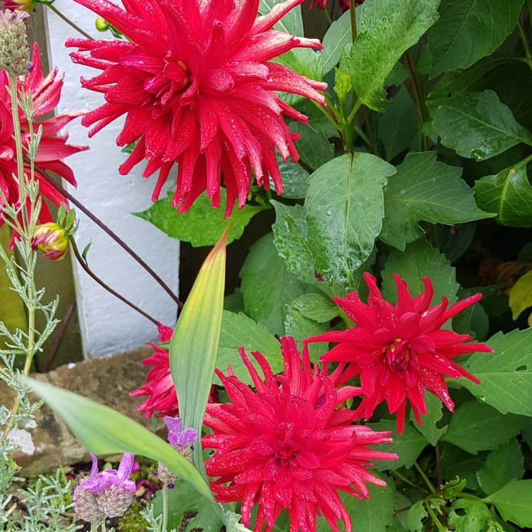 plant image 1361916