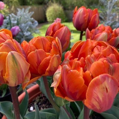Michelle's garden