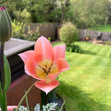 Michelle's garden