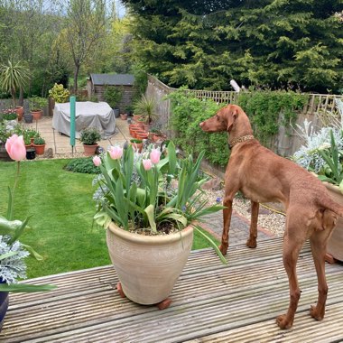 Michelle's garden