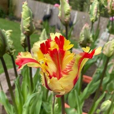 Michelle's garden
