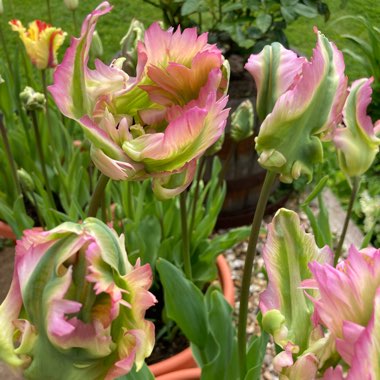 Michelle's garden