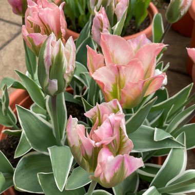 Michelle's garden