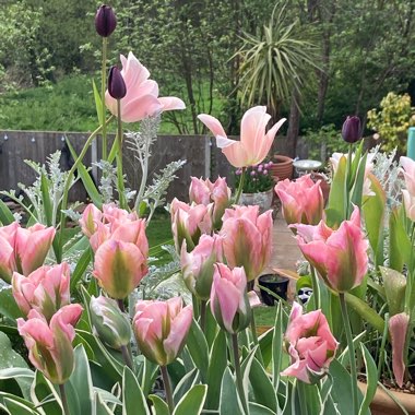 Michelle's garden