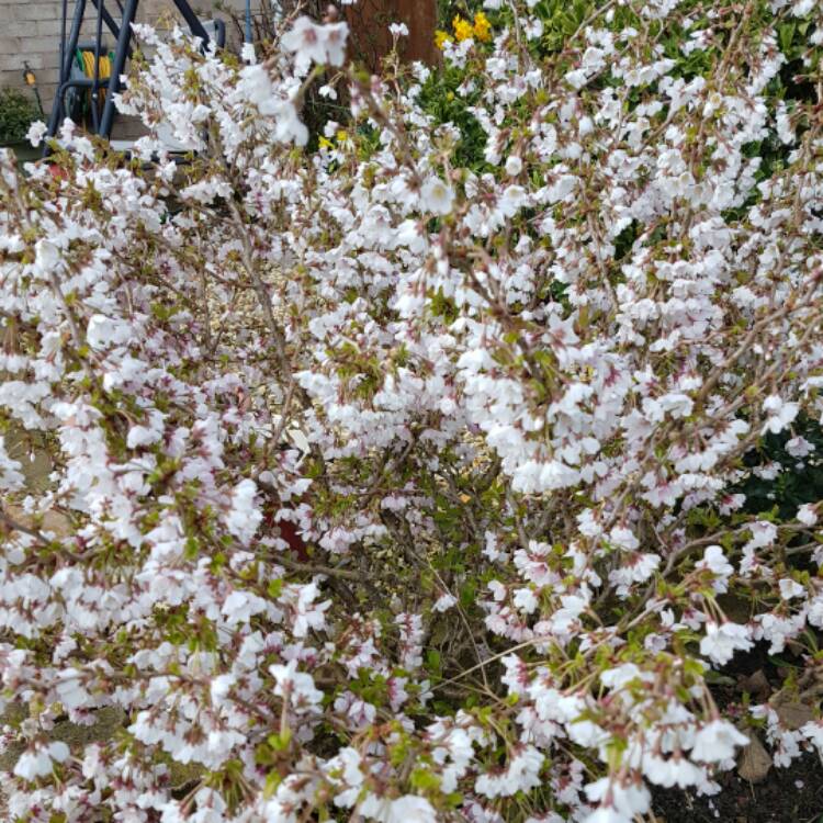 plant image 338698