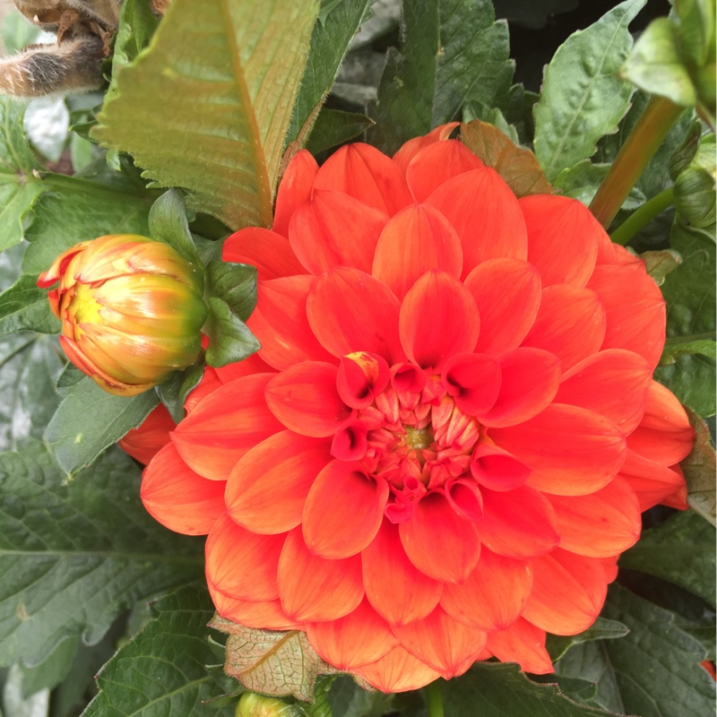 Plant image Dahlia 'Blended Beauty'
