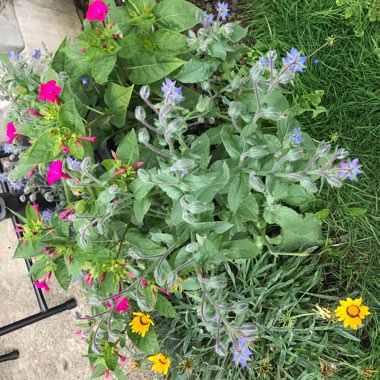 Michael's garden
