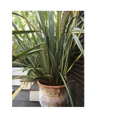 New Zealand Flax