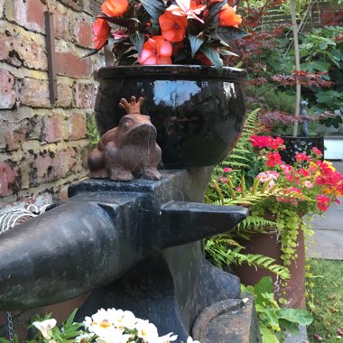 Mike's garden