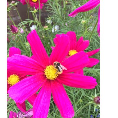 Mike's garden